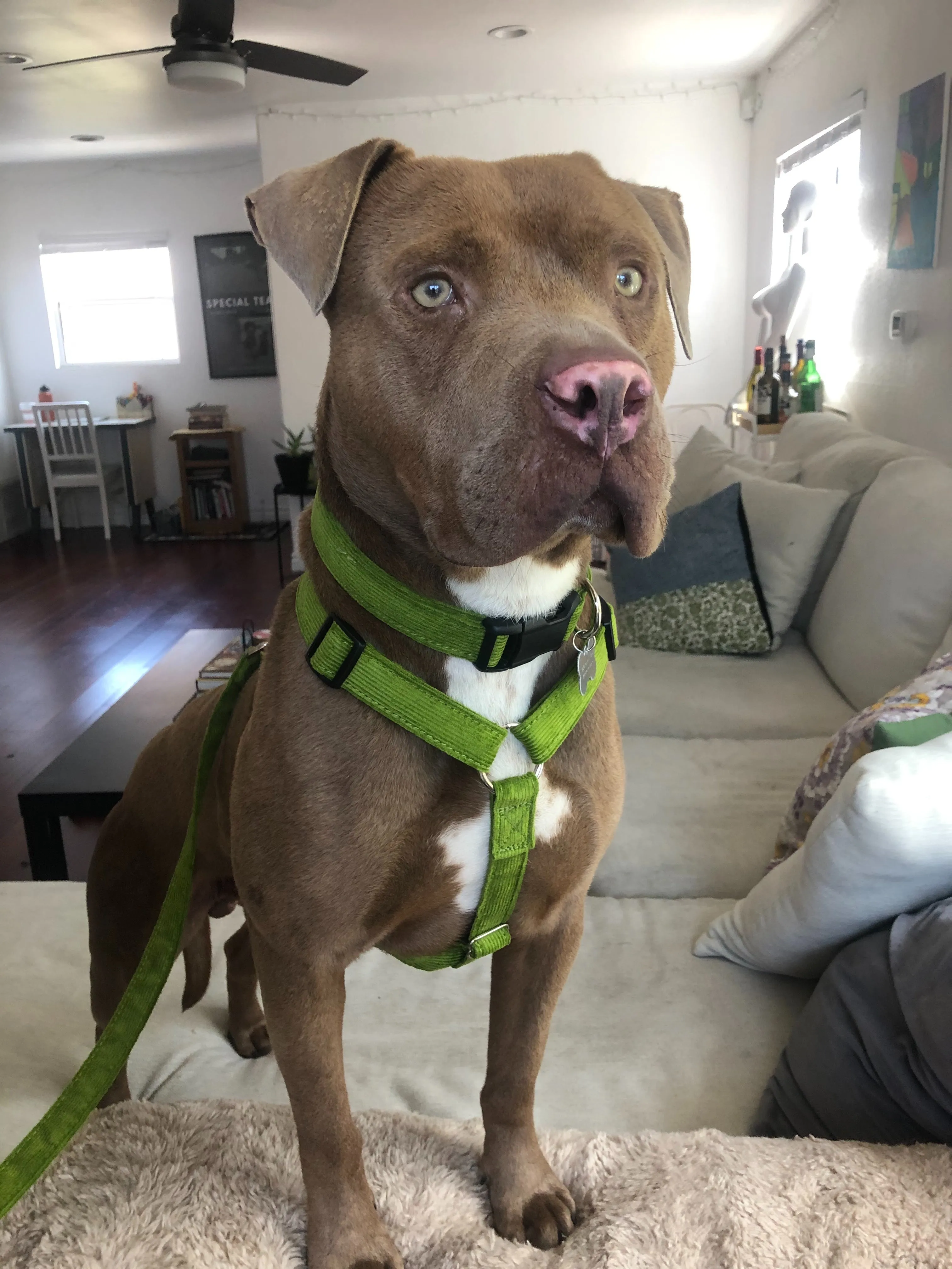Hemp Dog Harness AVOCADO Corduroy