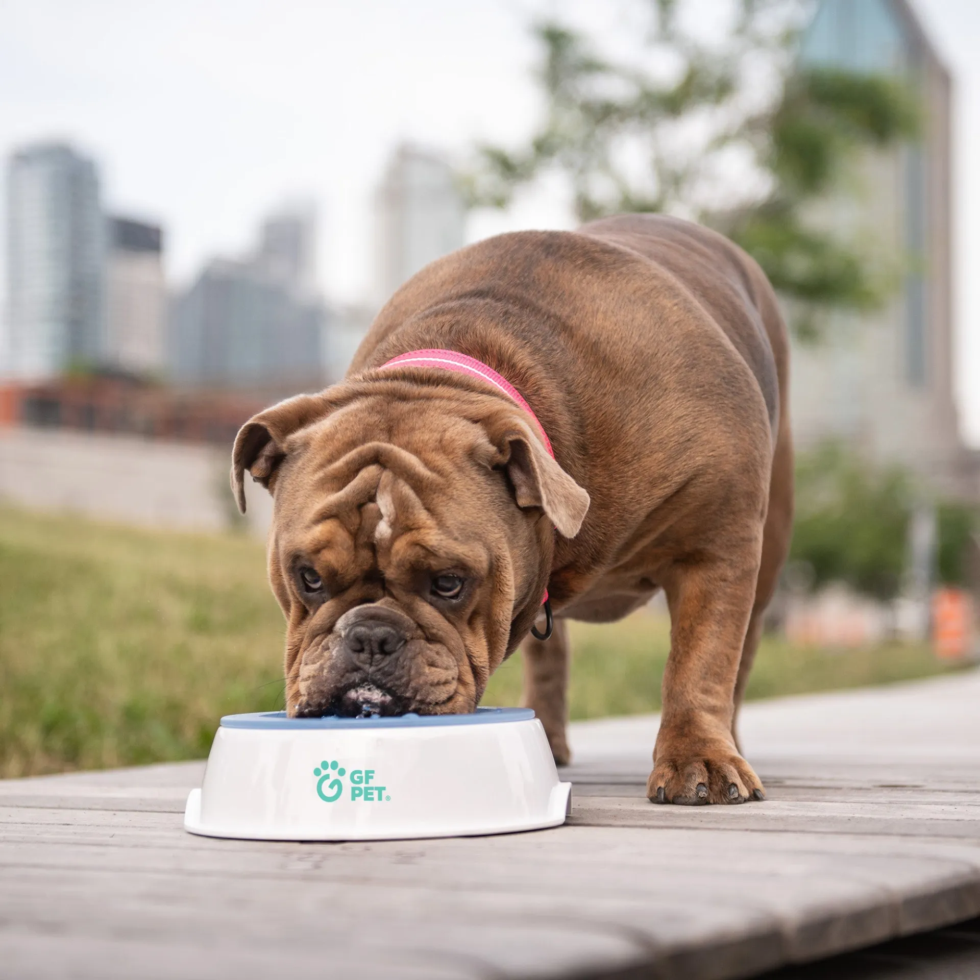 Pet Cooling Water Bowl