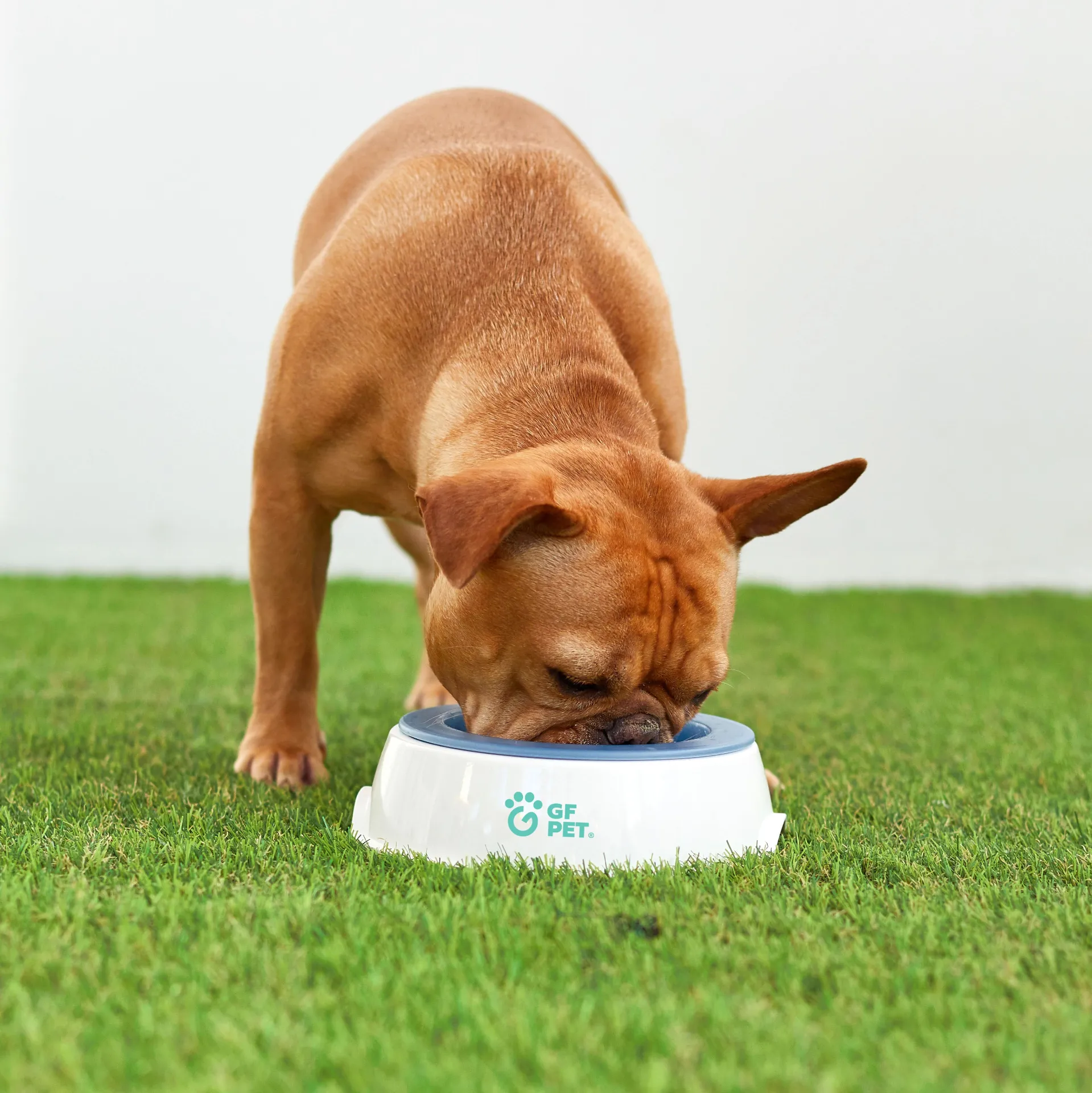 Pet Cooling Water Bowl