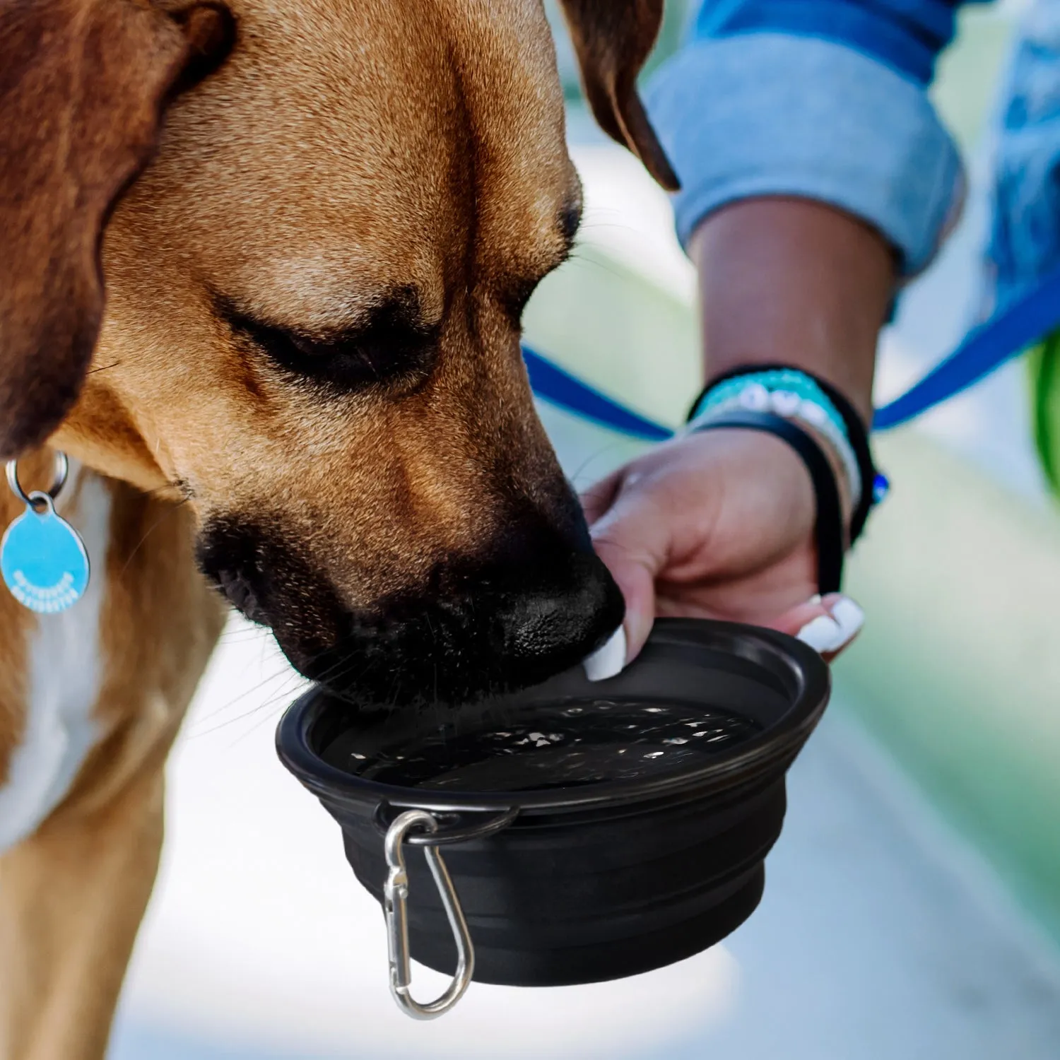 Silicone Collapsible Pet Bowl 123710
